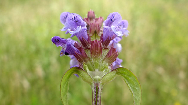 Gewone brunel - Prunella vulgaris