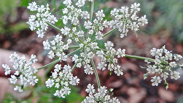 Welriekende nachtorchis - Platanthera bifolia