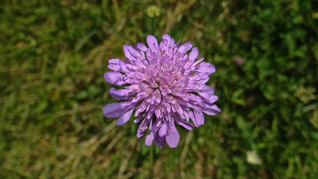 Beemdkroon - Knautia arvensis
