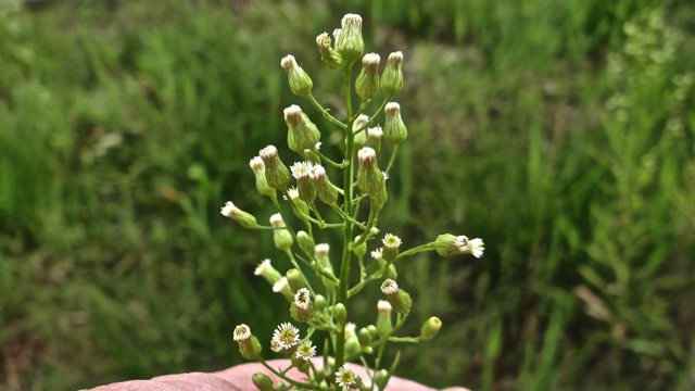 Canadese fijnstraal - Erigeron canadensis