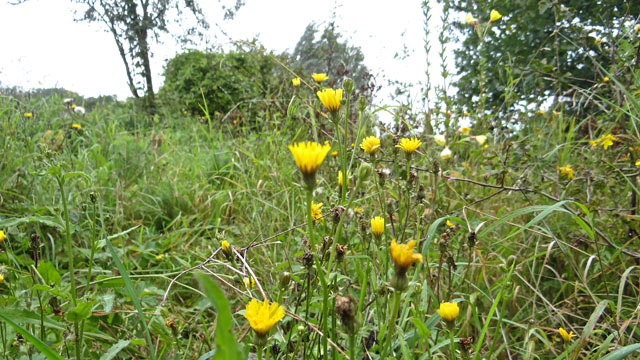 Echt bitterkruid - Picris hieracioides