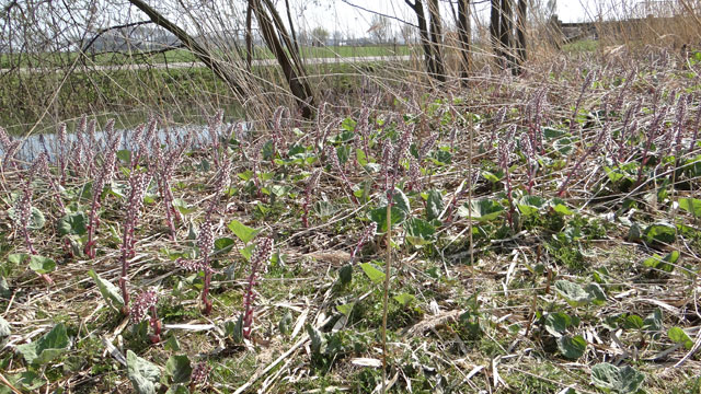 Groot hoefblad - Petasites hybridus