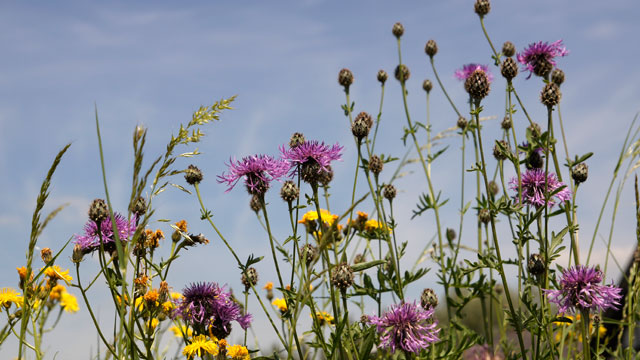 Grote centaurie - Centaurea scabiosa