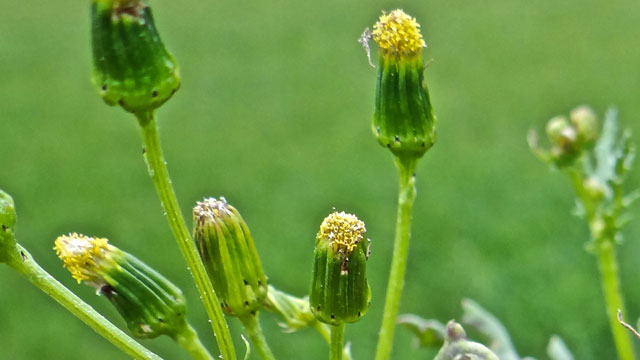 Klein kruiskruid - Senecio vulgaris