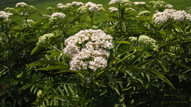 Kruidvlier - Sambucus ebulus