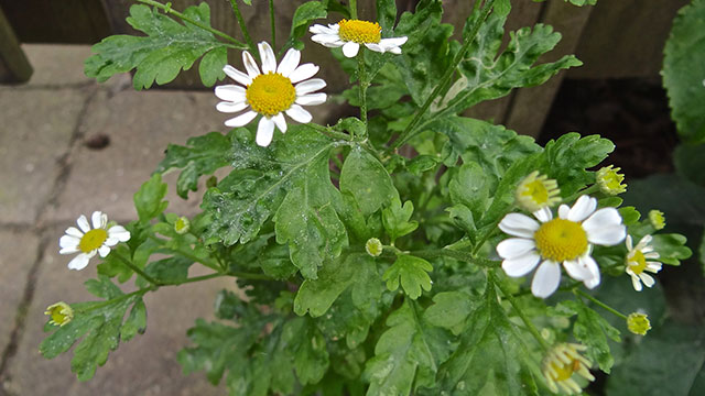 Moederkruid - Tanacetum parthenium