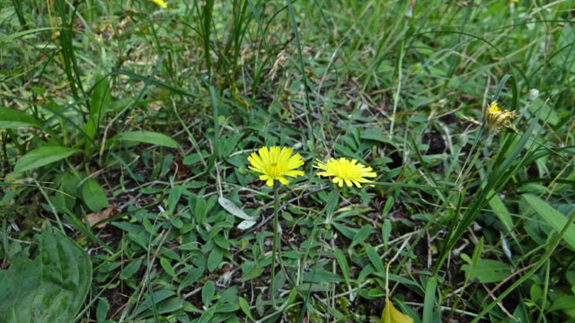 Muizenoor - Hieracium pilosella