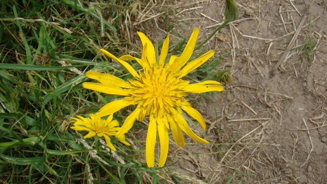 Oosterse morgenster - Tragopogon pratensis