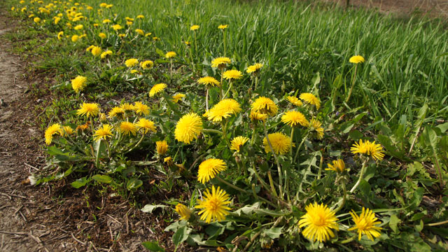 Paardenbloem - Taraxacum officinale sectie Ruderalia