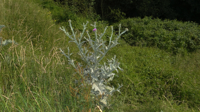 Wegdistel - Onopordum acanthium