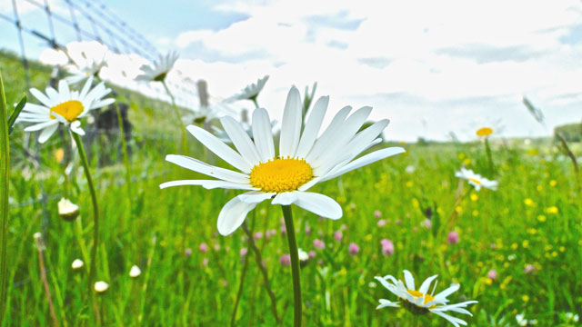 Margriet - Leucanthemum vulgare