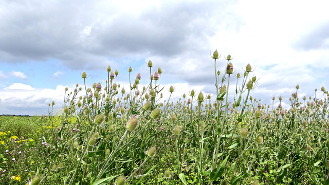 Grote kaardenbol - Dipsacus fullonum