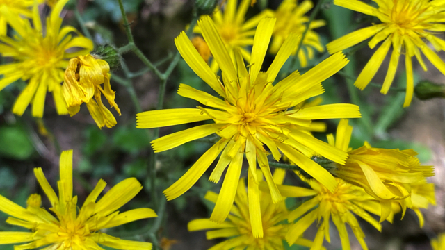 Muurhavikskruid - Hieracium sectie Hieracium