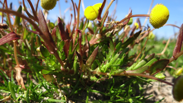 Goudknopje - Cotula coronopifolia