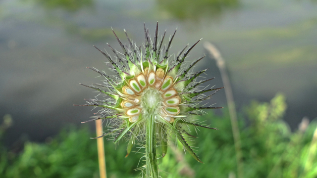 Kleine kaardenbol - Dipsacus pilosus