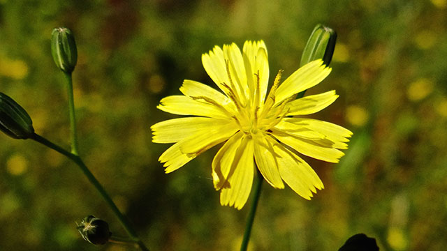 Akkerkool - Lapsana communis