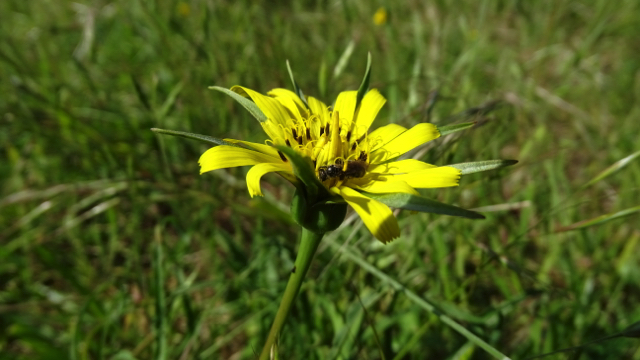 Kleine morgenster - Tragopogon pratensis subsp. minor