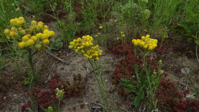 Strobloem - Helichrysum arenarium