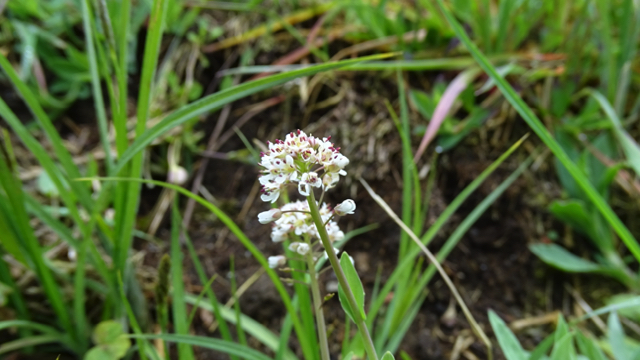 Zinkboerenkers - Noccaea caerulescens