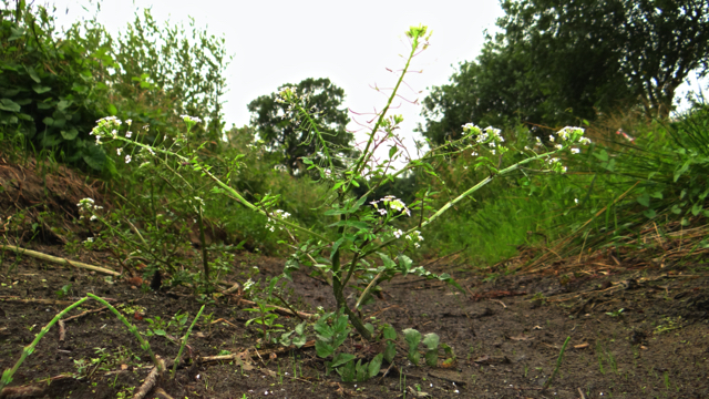 Slanke waterkers - Nasturtium microphylla