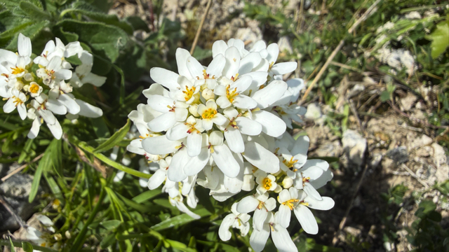 Schermscheefbloem - Iberis umbellata