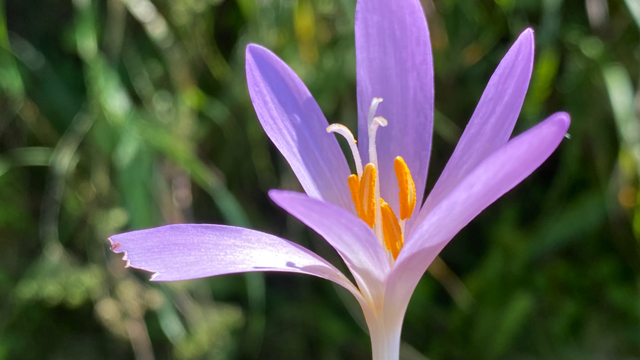 Herfsttijloos - Colchicum autumnale