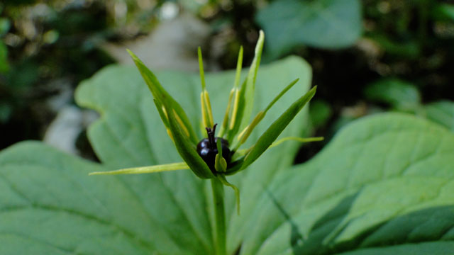 Eenbes - Paris quadrifolia