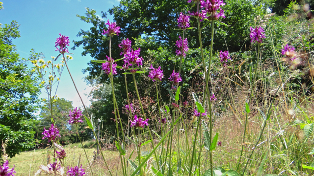 Betonie - Stachys officinalis