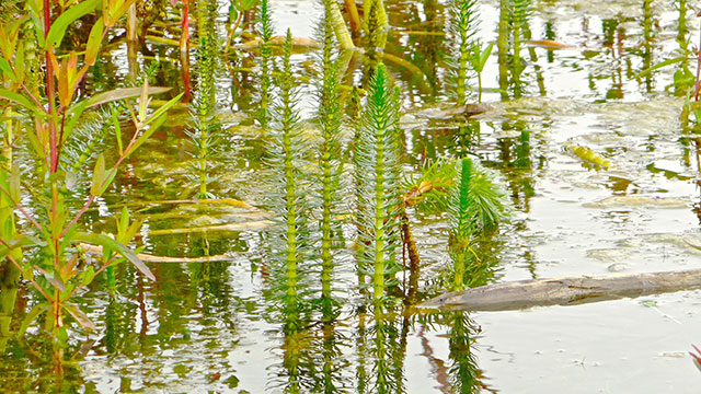 Lidsteng - Hippuris vulgaris