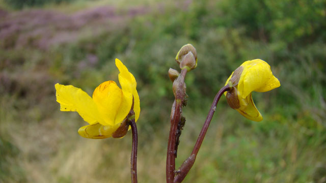 Loos blaasjeskruid - Utricularia australis