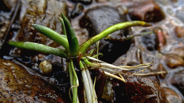 Oeverkruid - Littorella uniflora