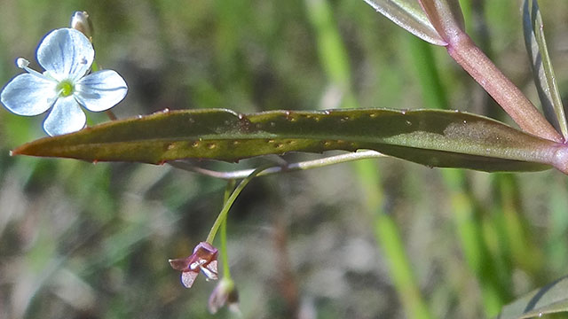 Schildereprijs - Veronica scutellata