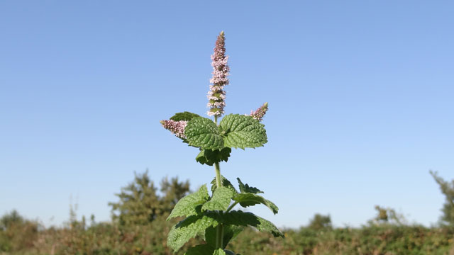 Witte munt - Mentha suaveolens