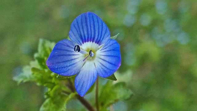 Grote ereprijs - Veronica persica