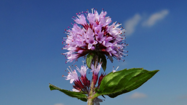 Watermunt - Mentha aquatica