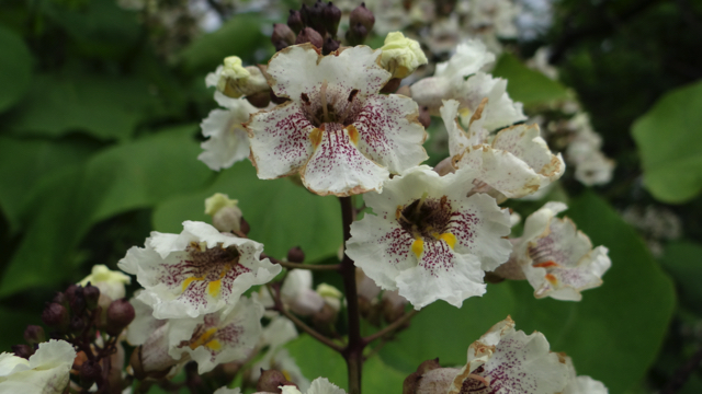 Trompetboom - Catalpa bignonioides