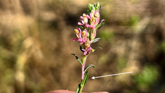 Akkerogentroost - Odontites vernus s. vernus