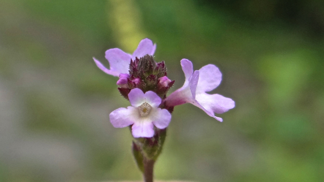 IJzerhard - Verbena officinalis