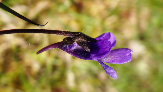 Vetblad - Pinguicula vulgaris 