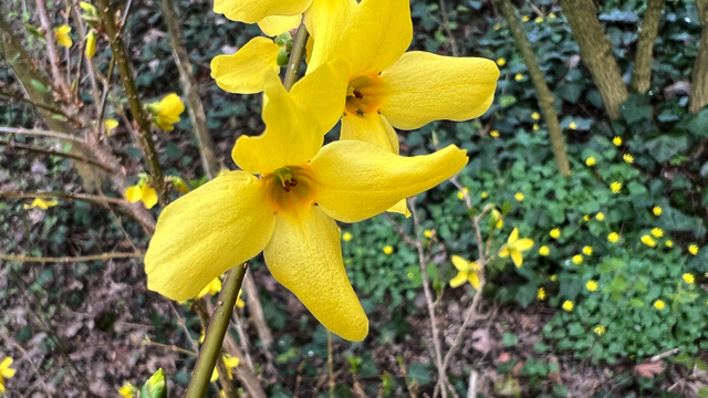 Forsythia - Forsythia x intermedia