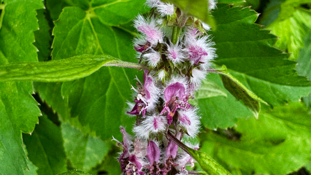 Hartgespan - Leonurus cardiaca