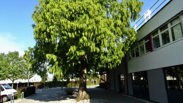 Watercipres - Metasequoia glyptostroboides