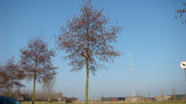 Witte els - Alnus incana