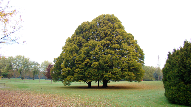 Nederlandse nHaagbeuk - Carpinus betulusaam - Wetenschappelijke naam