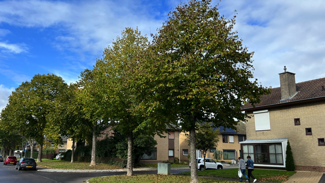 Boomhazelaar - Corylus colurna