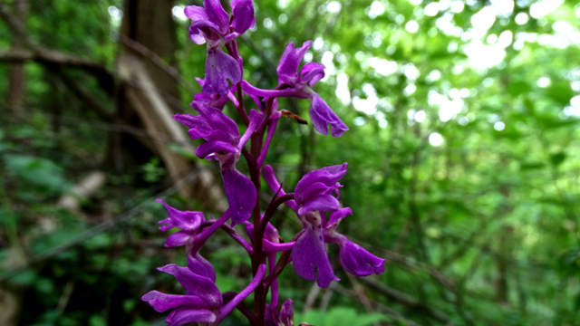 Mannetjesorchis - Orchis mascula