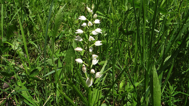 Wit bosvogeltje - Cephalanthera longifolia