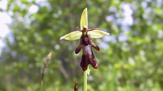 Vliegenorchis - Ophrys insectifera