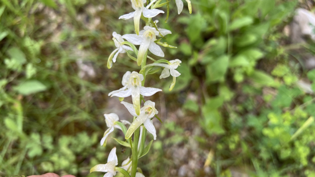 Bergnachtorchis - Platanthera chlorantha