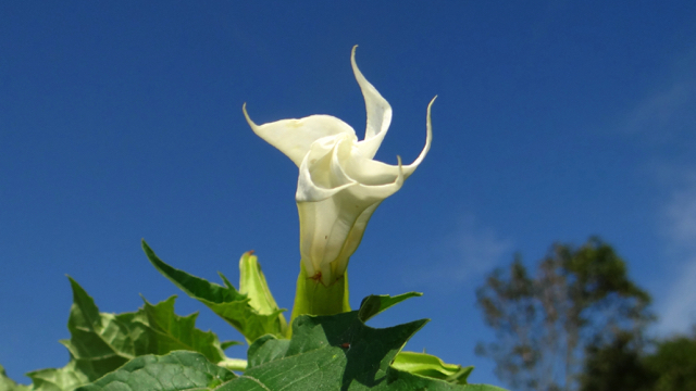 Doornappel - Datura stramonium